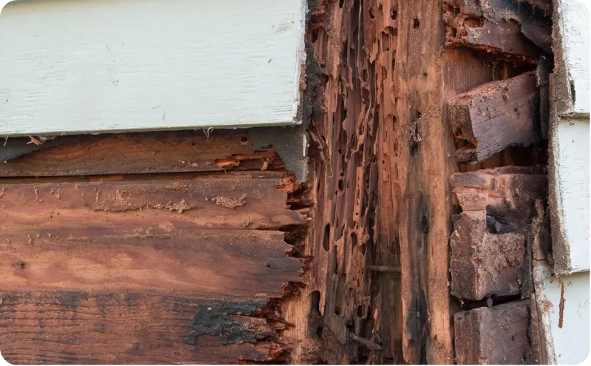 Detailed Termite Check